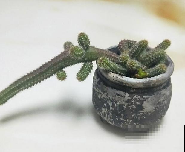 多肉毛毛虫看着难养,其实很好养,学会这4点轻松养殖 多肉毛毛虫看着难养,其实很好养,学会这4点轻松养殖