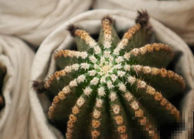 仙人球发黄,一般和这4种原因有关,养殖要注意 仙人球发黄,一般和这4种原因有关,养殖要注意