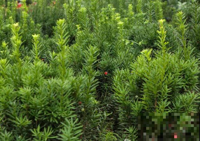 红豆杉叶子发黄干枯,要想拯救成功,这3点要知道 红豆杉叶子发黄干枯,要想拯救成功,这3点要知道