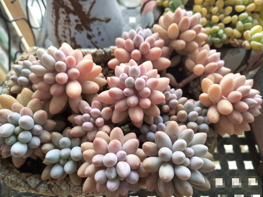 4种多肉圆嘟嘟，总是分不清，小细节带你一秒辨别