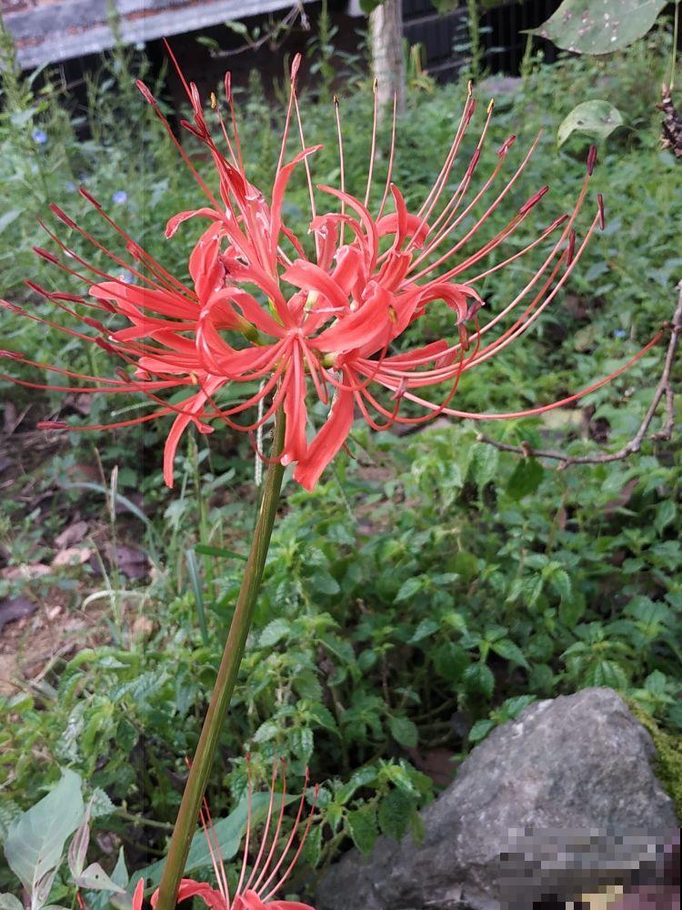 名字不吉利的4种花,开花太美,忍不住要养 名字不吉利的4种花,开花太美,忍不住要养