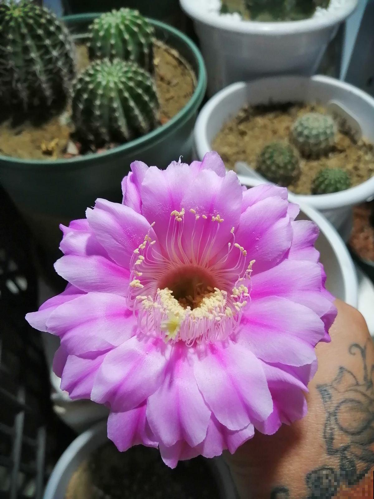 美到令人惊艳的仙人掌花，今年必须入手一盆，开花后跟荷花一样美