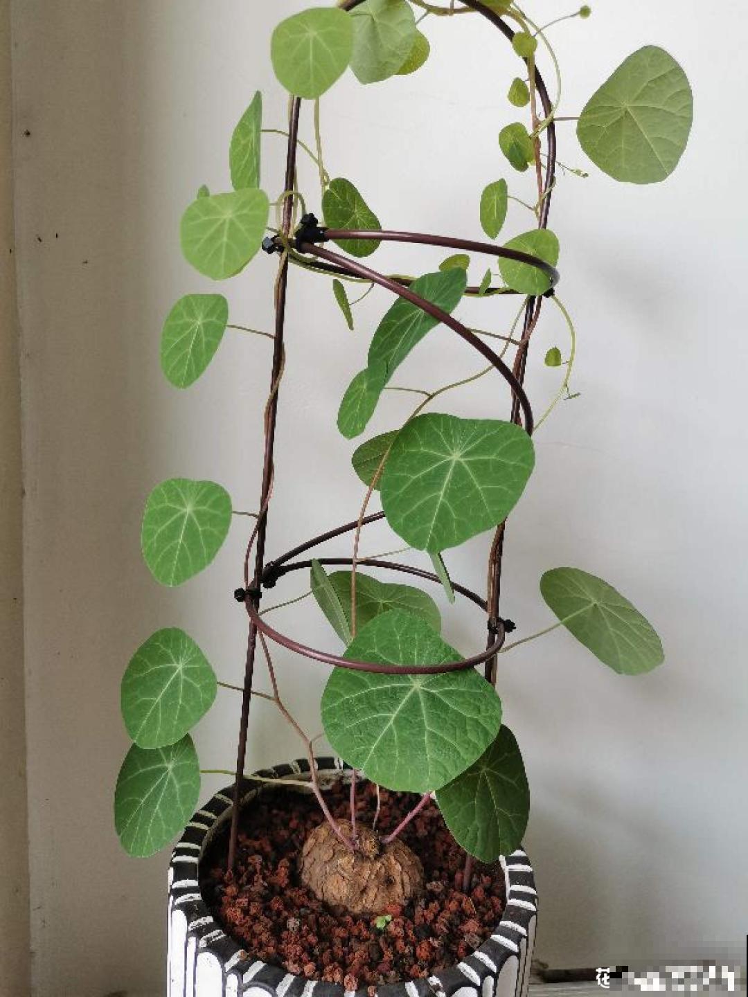 寿命长,爬藤快的“土坨”,家里养一棵,有招财进宝好兆头 寿命长,爬藤快的“土坨”,家里养一棵,有招财进宝好兆头