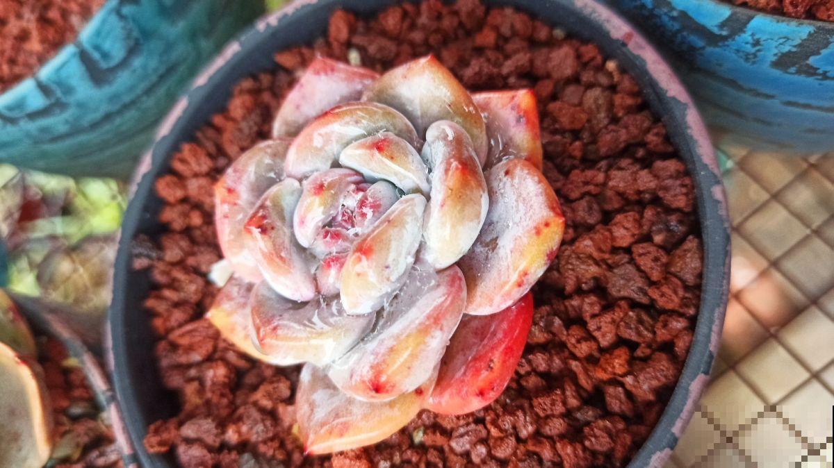 春天养多肉，上色是关键，养好就是“调色盘”