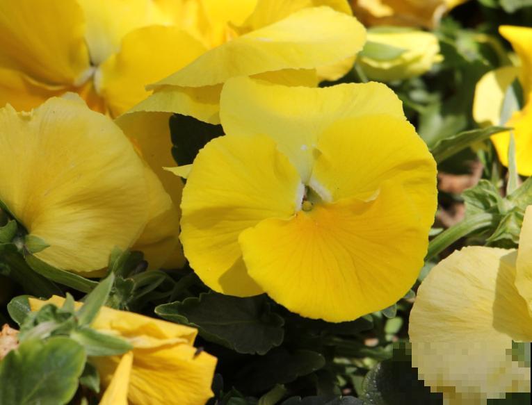 三色堇种子要想发芽快,养殖注意这4点,才能开更好的花 三色堇种子要想发芽快,养殖注意这4点,才能开更好的花