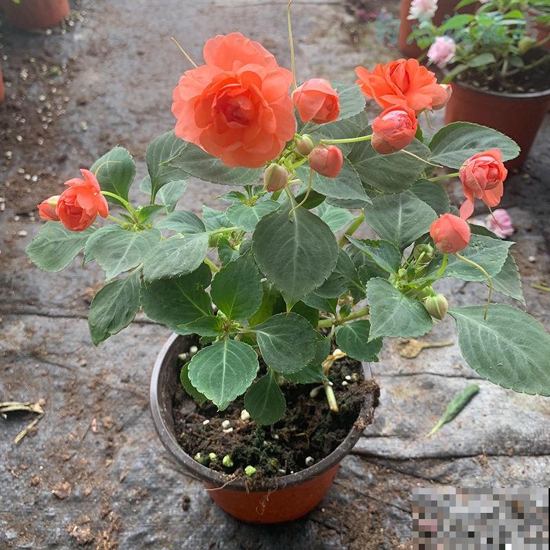 水梅花花苞打不开,主要和这4点有关,处理好很快开花 水梅花花苞打不开,主要和这4点有关,处理好很快开花