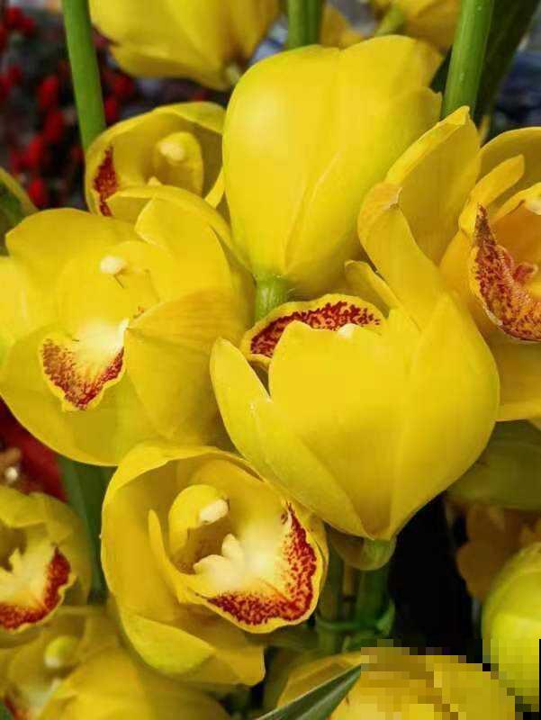 冬天买不起的3种花，春天可以扦插繁殖，绝对省钱