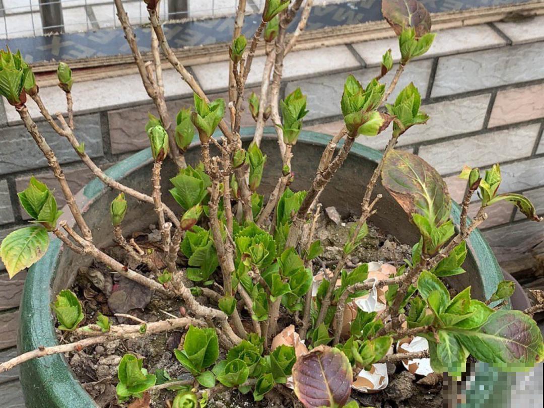 “外甥正月不剃头”，8种花正月不能剪，还要再忍1个月