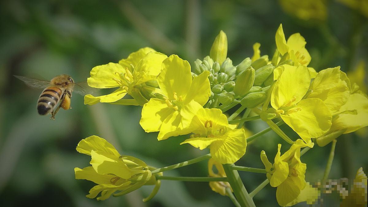 平平无奇的油菜花满身是宝,既能观赏又能食用,家里养一盆正合适 平平无奇的油菜花满身是宝,既能观赏又能食用,家里养一盆正合适