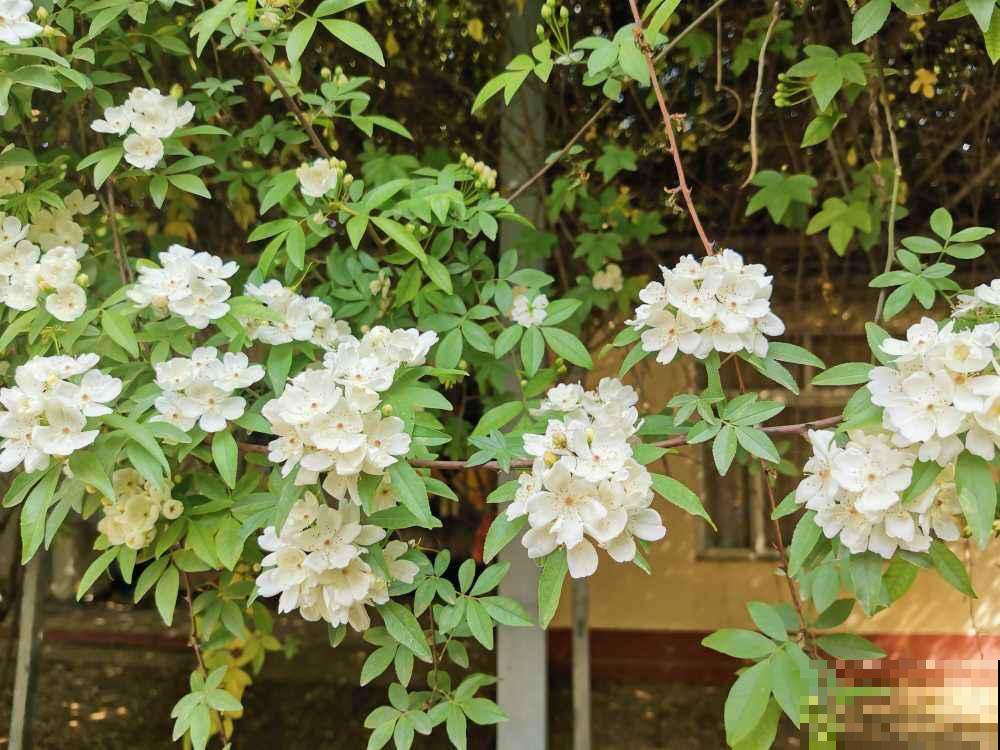 3种花现在种，生长速度呈倍速，两个月就能开花