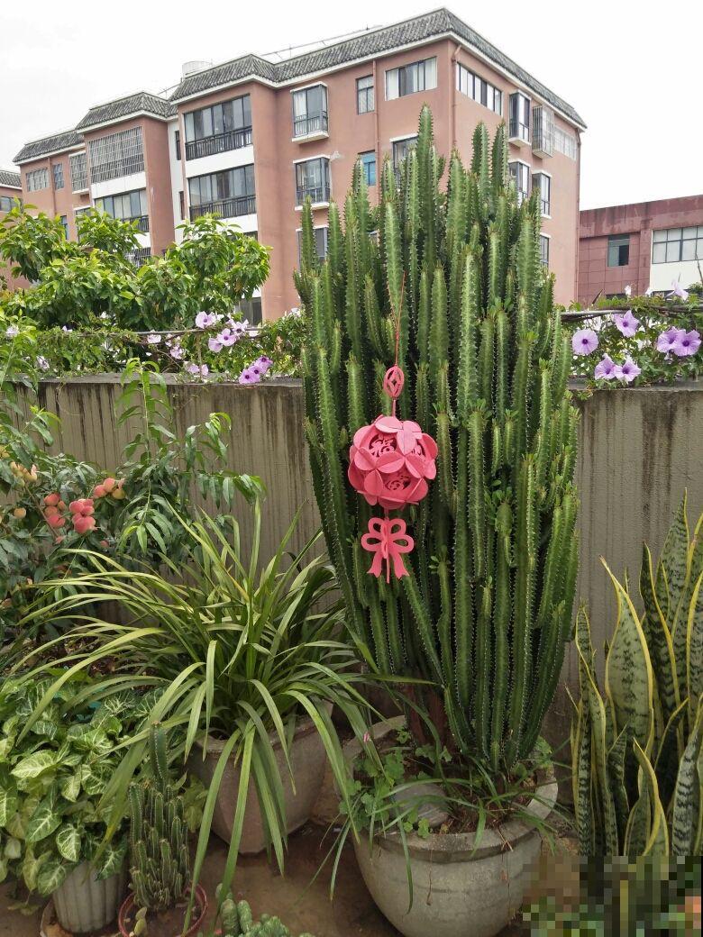 家里养4种花，就像“请”了守护神，越养越有安全感