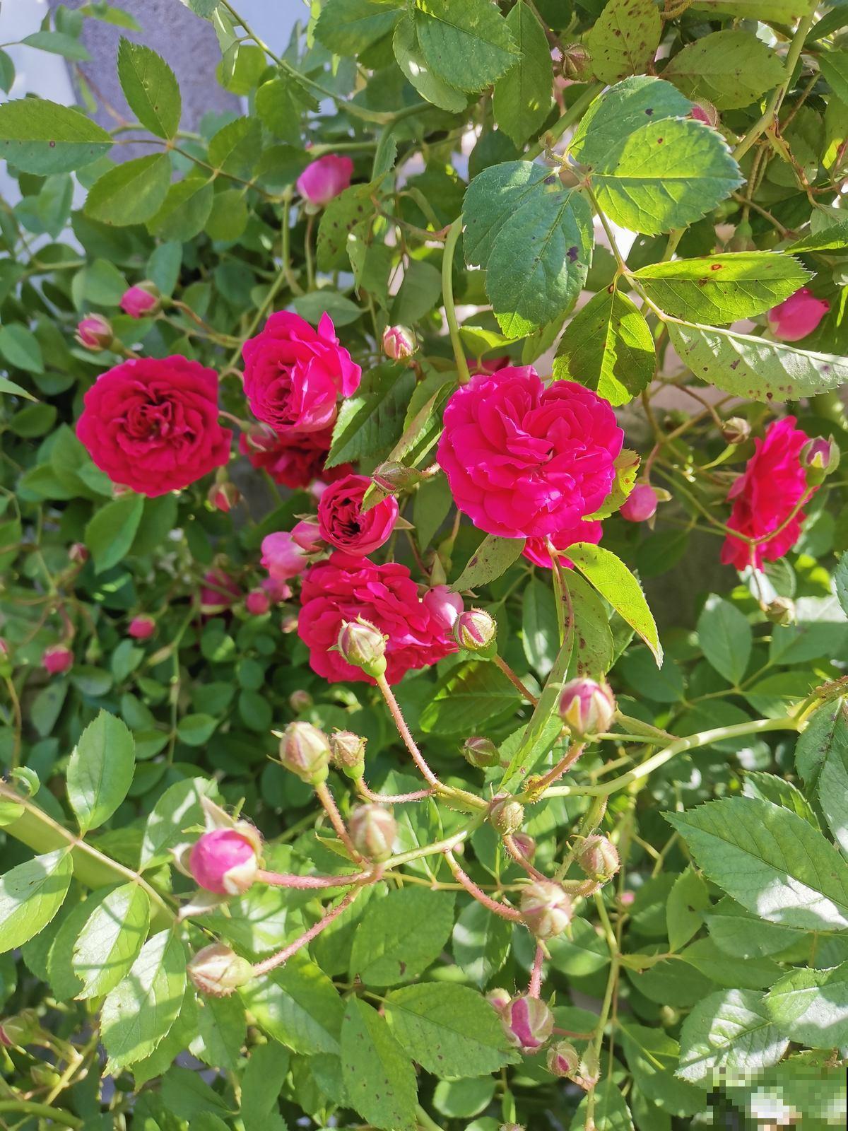 3月抓紧剪枝条，一个月后就爆花，长势迅猛摁都摁不住