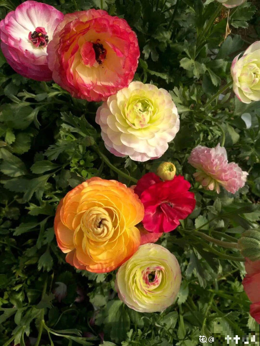 一种花被称作“小牡丹花”，能开花3个月，比玫瑰花还好看