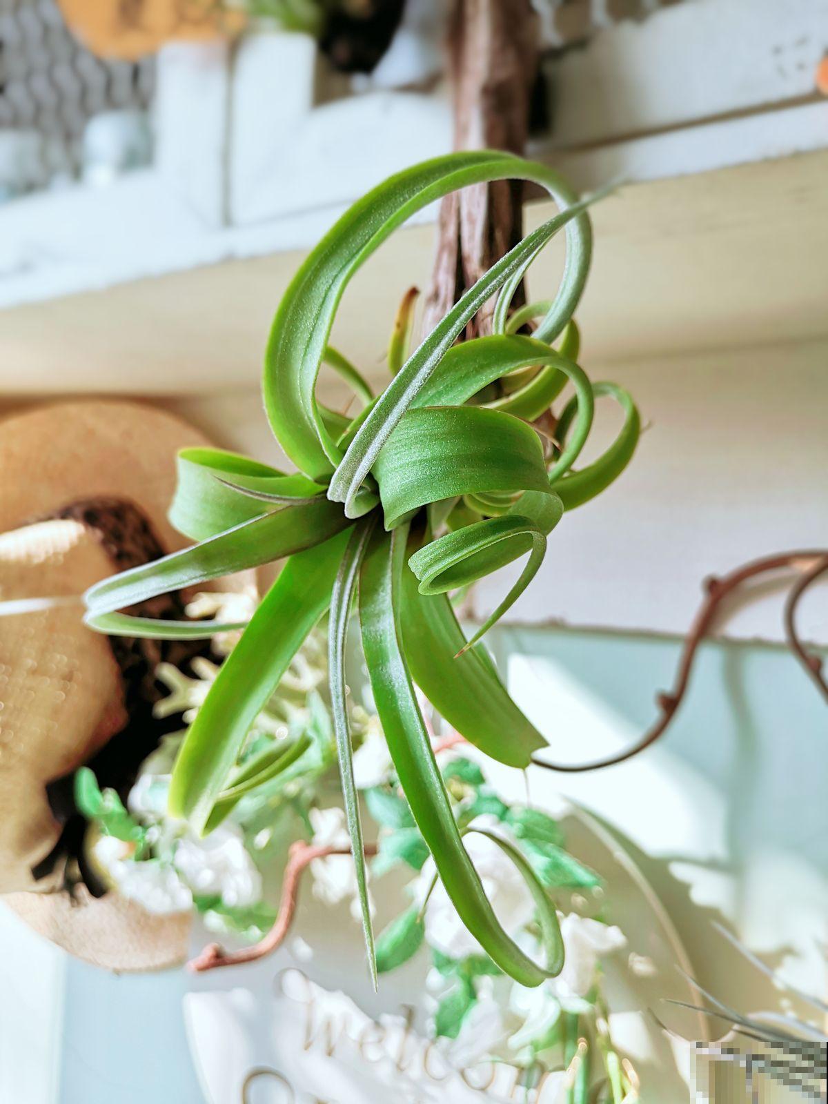 养花时，浇水方法很重要，7个禁忌要规避