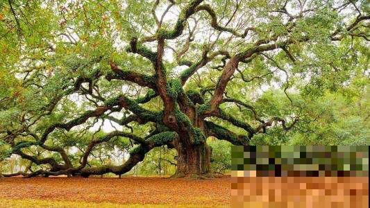 惊艳全球的8棵树,最老一棵上千年,美得无法言说 惊艳全球的8棵树,最老一棵上千年,美得无法言说