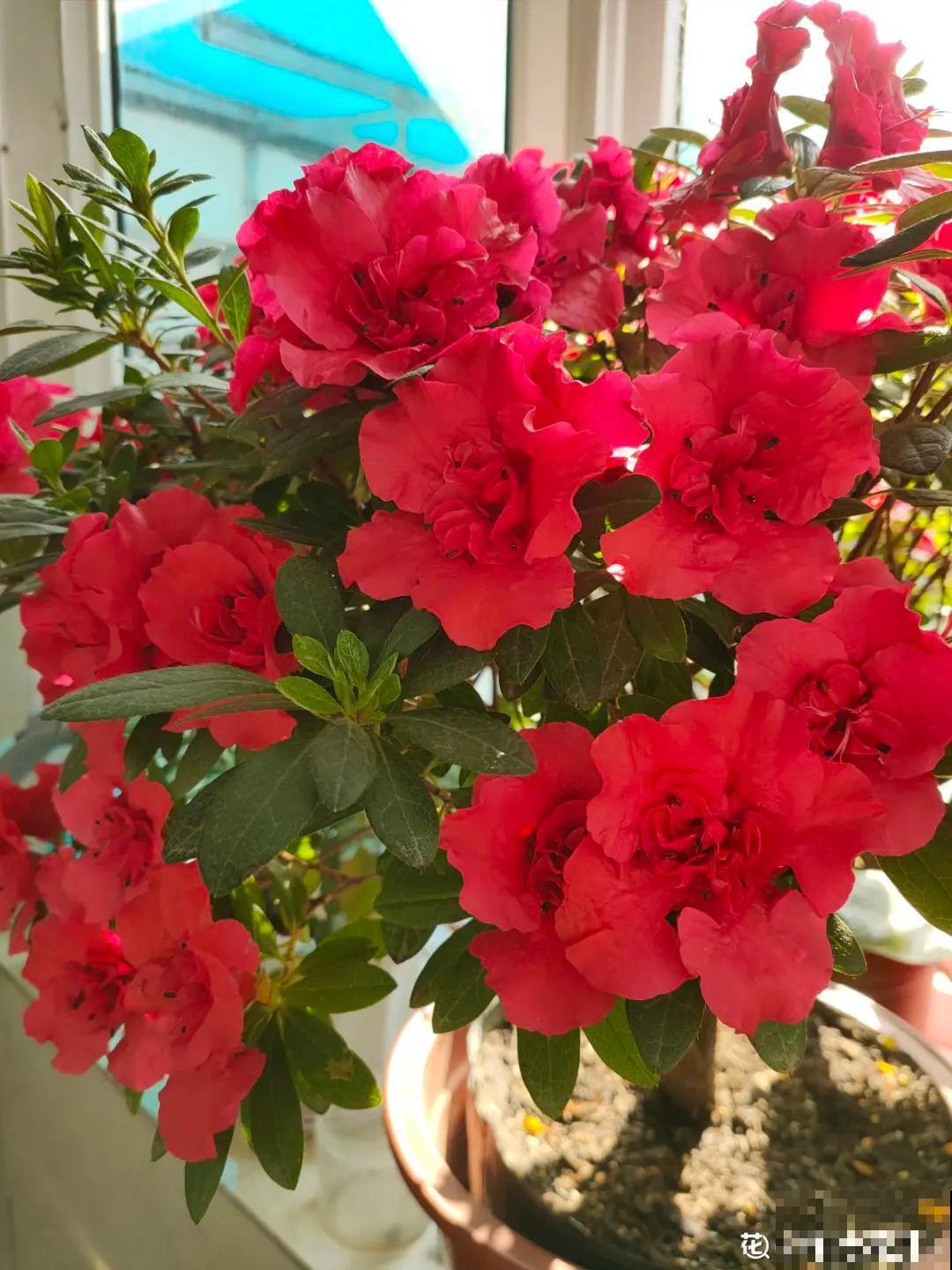 3个症状，说明花缺肥了，赶快补上，下个月大爆花