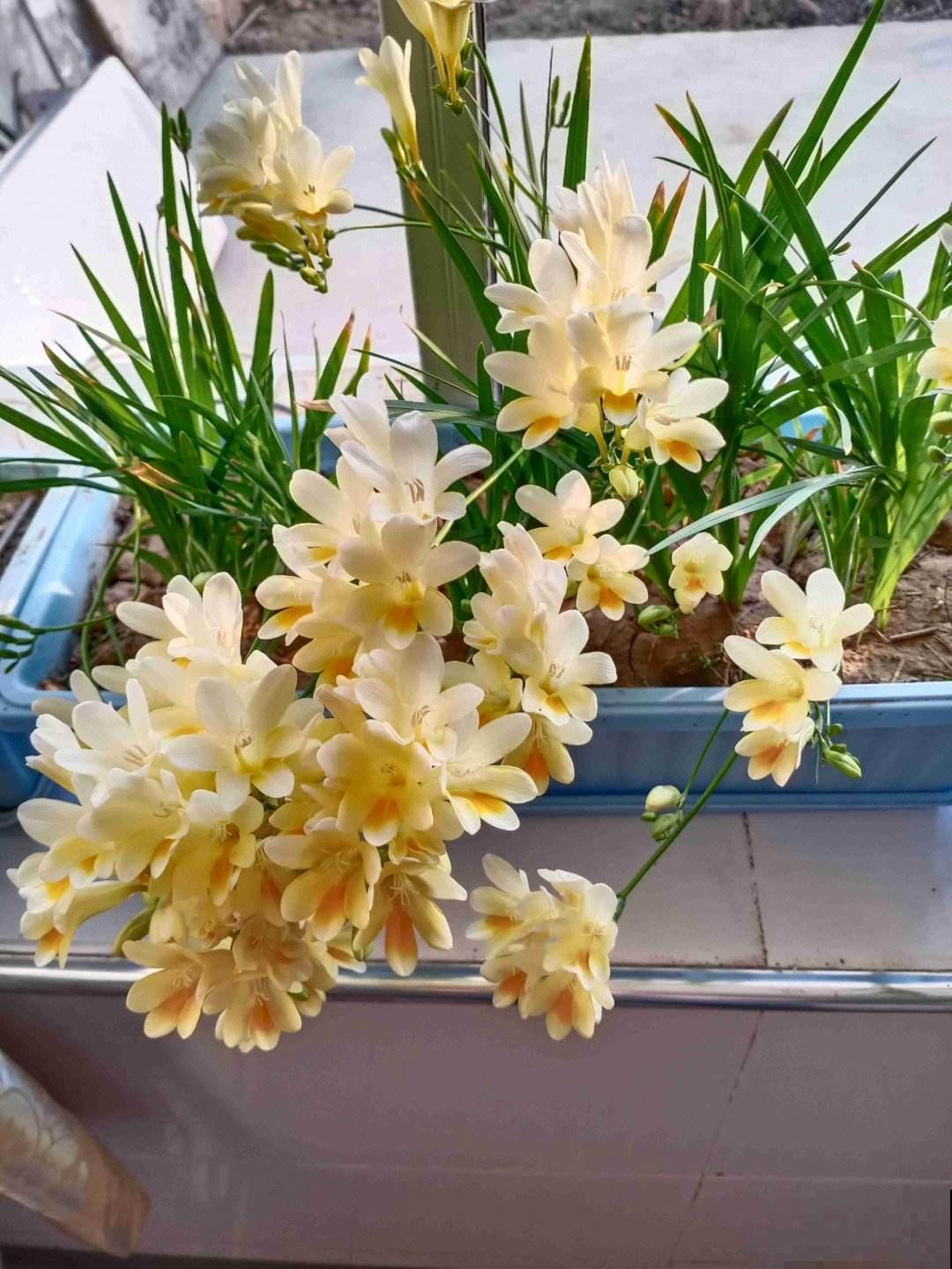 逛花市3种花别买,是国家保护植物,买了有麻烦 逛花市3种花别买,是国家保护植物,买了有麻烦