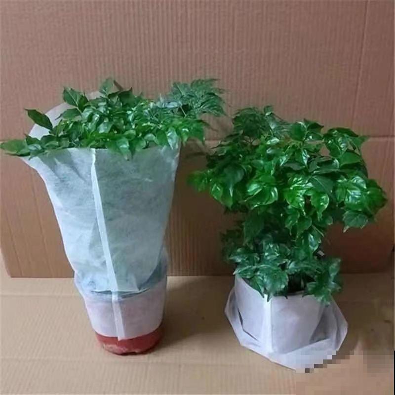 10种耐阴植物,北阳台养更好,小众又有高级感 10种耐阴植物,北阳台养更好,小众又有高级感