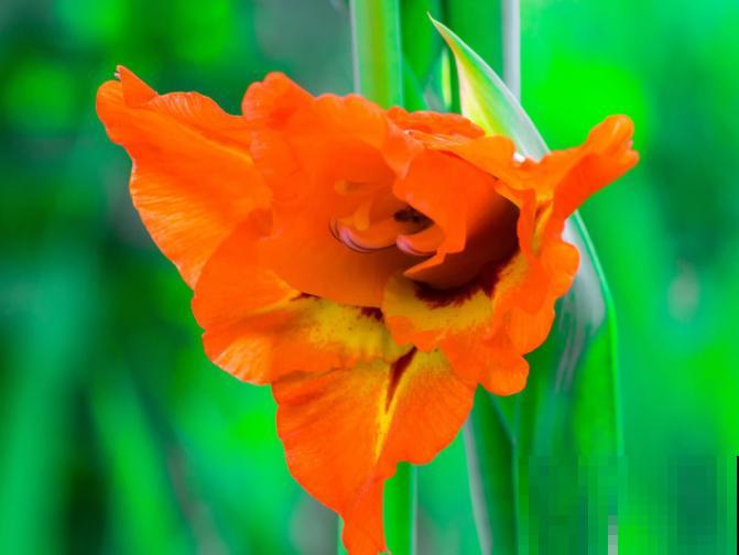 剑兰鲜切花养殖，注意这4点，延长鲜花时间