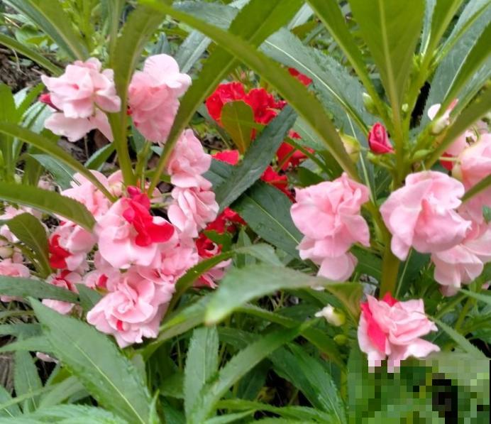 小时候农村天天见的野花，长大了城市难见到，养起来特皮实