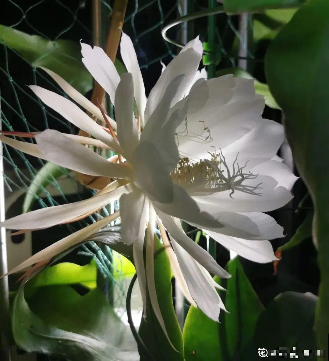 君子兰喝点油,爆花效果好,年年开出大花球 君子兰喝点油,爆花效果好,年年开出大花球