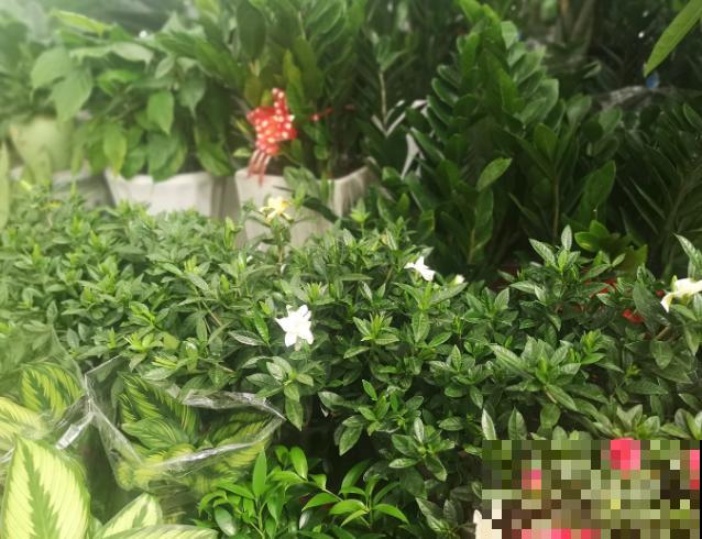 修剪花枝有技巧，记住这4步，长势好