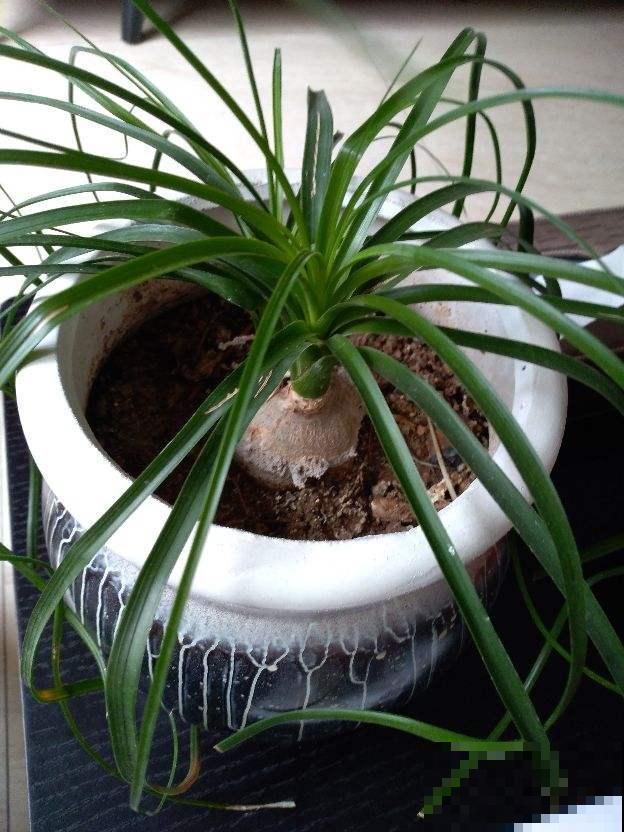 3种超级耐旱的花，好看又好养，懒人必备花卉