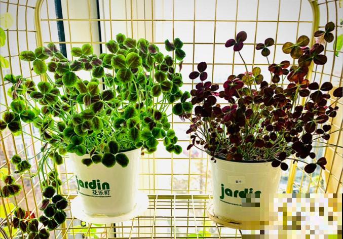 1种绿植叶子超美，活像水彩画，晒晒太阳就爆盆