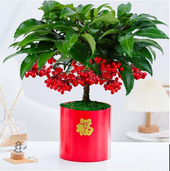 年底养盆喜庆花,有招财旺运好兆头,红红火火好运来 年底养盆喜庆花,有招财旺运好兆头,红红火火好运来