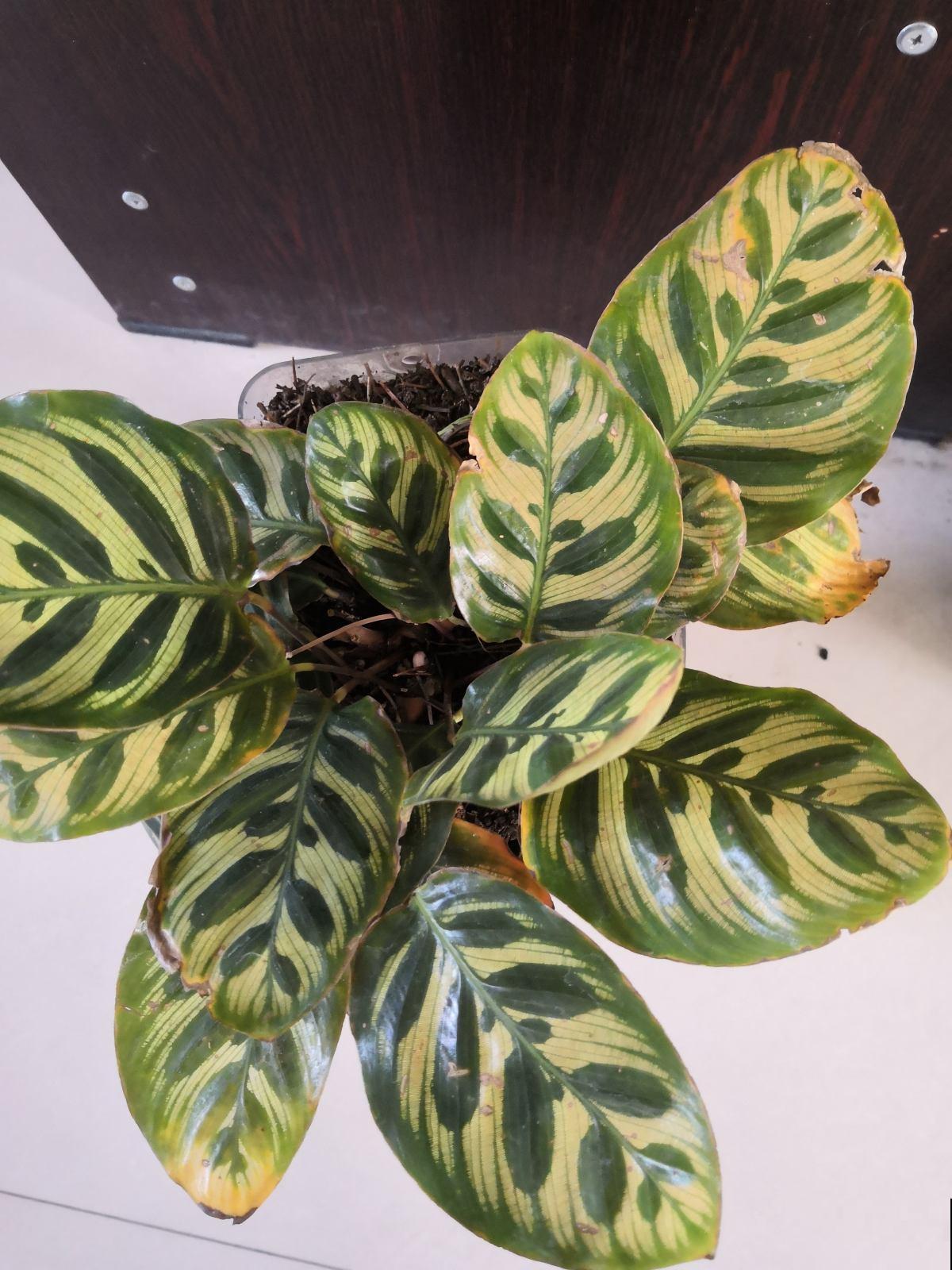 南方烂大街的花，在北方可真难养，心累