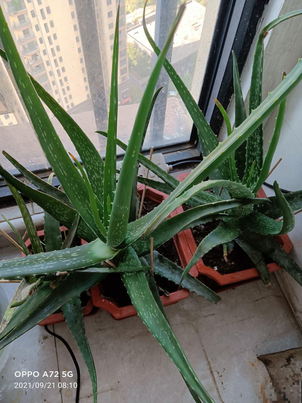 适合养在卧室的4种花，睡眠质量大提升，养人养身心