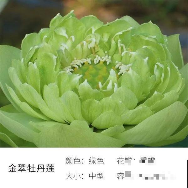 碗里就能种的荷花，1节藕种土里，初夏就开花