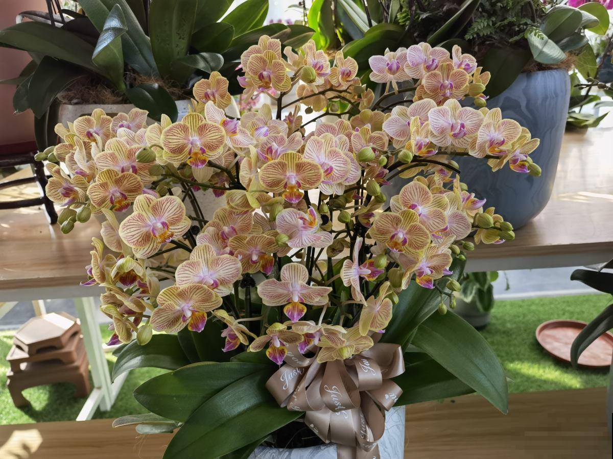 冬天养蝴蝶兰,要注意4“不能”,花朵能开3个月 冬天养蝴蝶兰,要注意4“不能”,花朵能开3个月