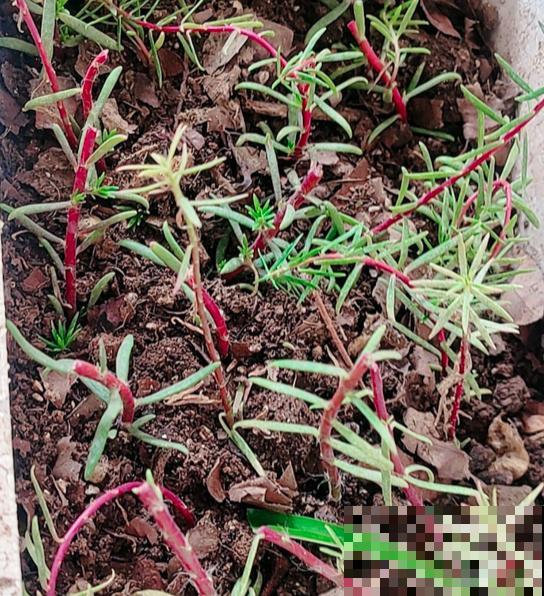 冬天“半死不活”的花,一剪子下去“起死回生”,修剪千万别心软 冬天“半死不活”的花,一剪子下去“起死回生”,修剪千万别心软