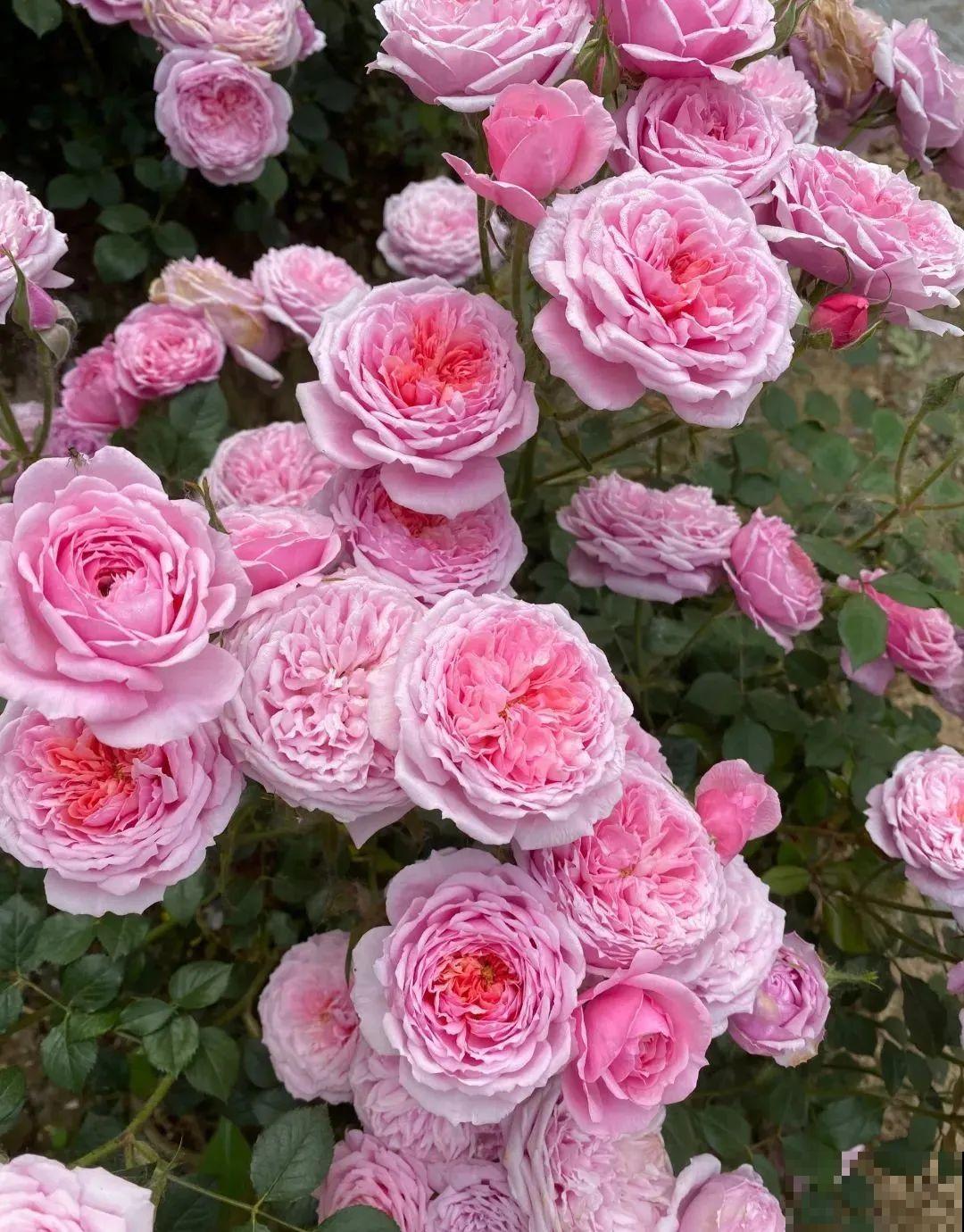小阳台的开花机器,花期能达大半年,月月爆开不歇气,真香! 小阳台的开花机器,花期能达大半年,月月爆开不歇气,真香!