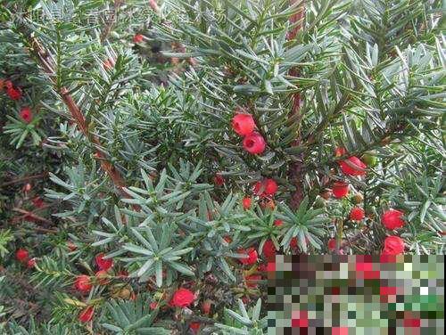 3种花，命里含“富贵”，寿命特别长