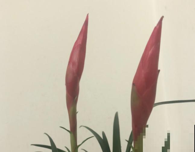 招财手小辣椒养殖简单，记住这5点，长势旺盛