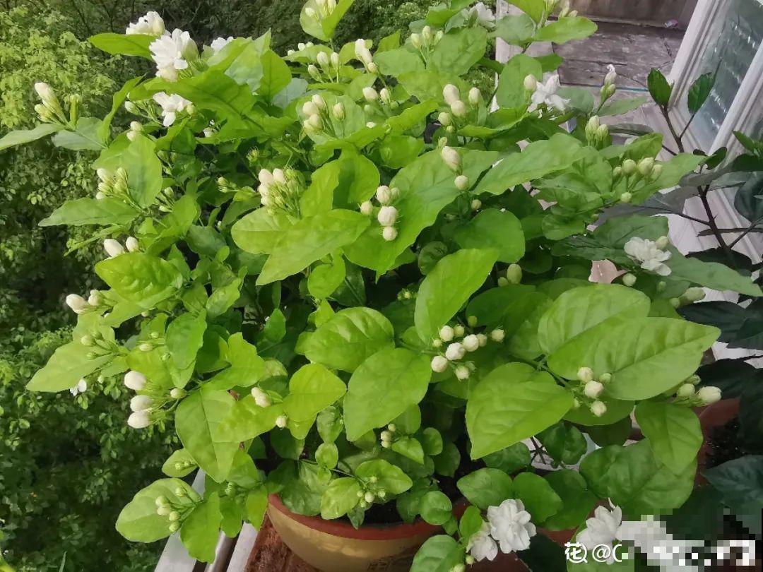 3个症状，说明花缺肥了，赶快补上，下个月大爆花