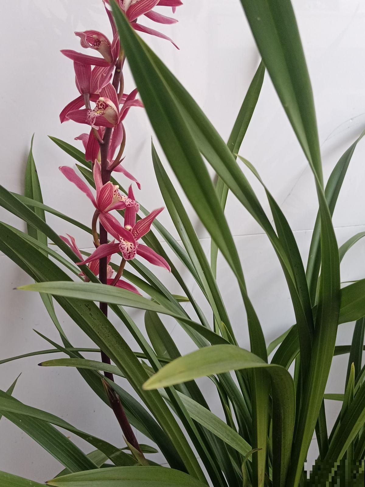 家里老人最爱的“旺宅花”,好看是其次,子孙都有好寓意 家里老人最爱的“旺宅花”,好看是其次,子孙都有好寓意