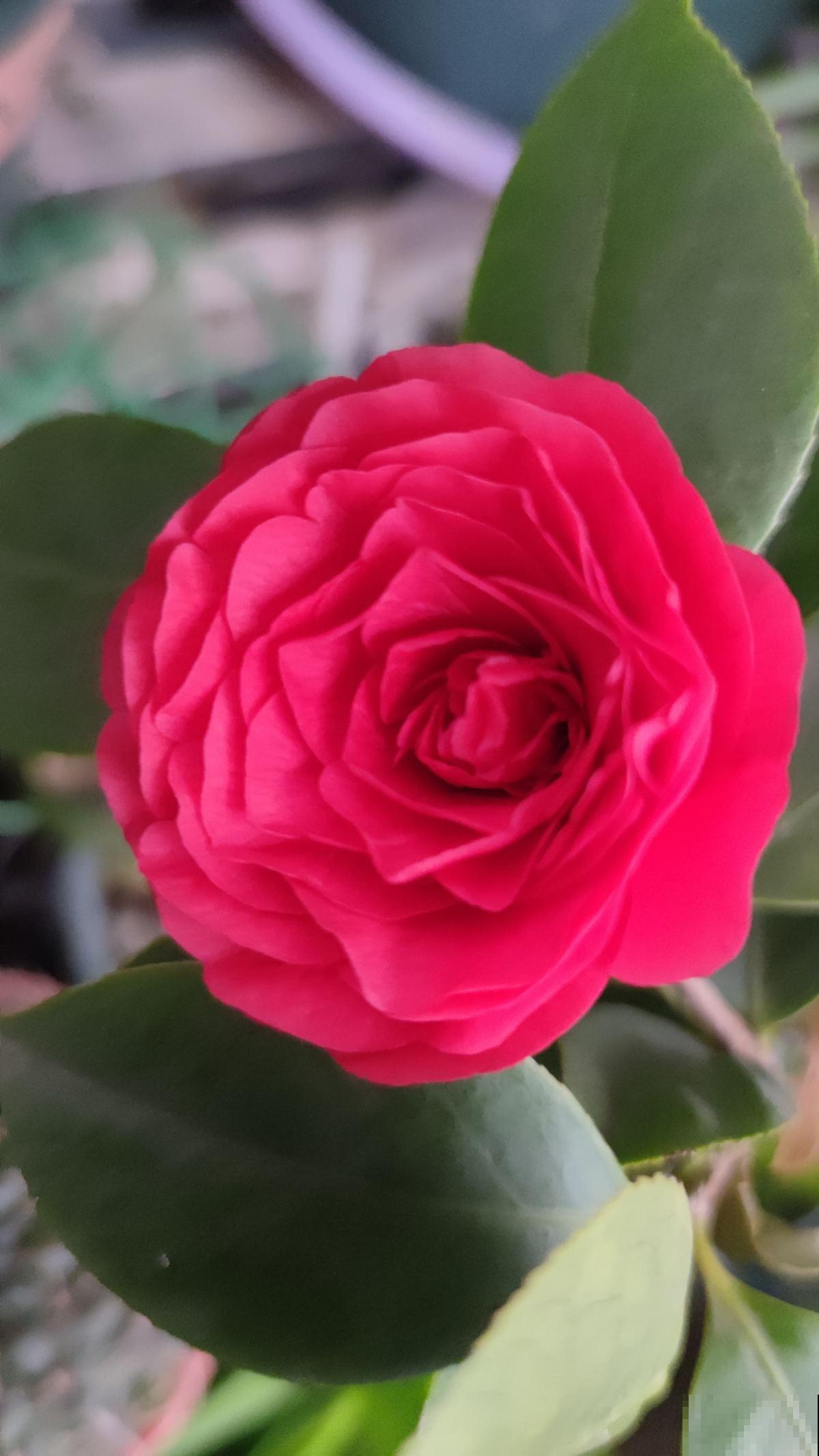 有花最爱喝“酸酸水”,喝一点爆花就更猛 有花最爱喝“酸酸水”,喝一点爆花就更猛