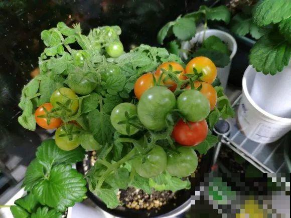 家里养盆圣女果,酸甜可口随意吃,新手也能养爆盆! 家里养盆圣女果,酸甜可口随意吃,新手也能养爆盆!