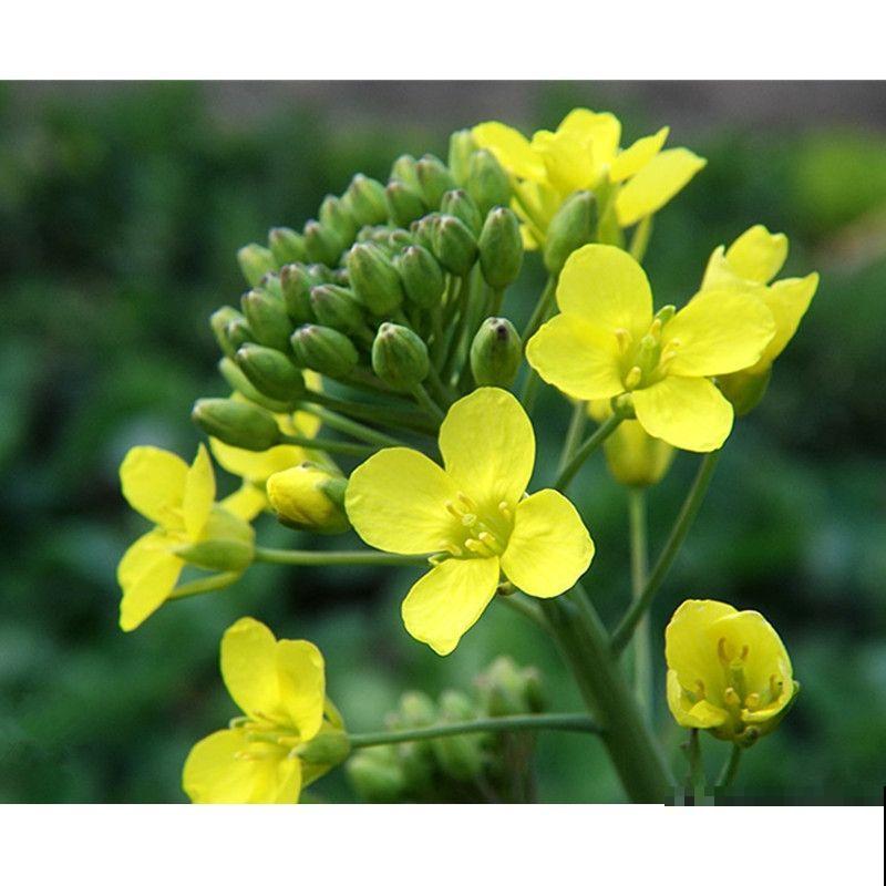 平平无奇的油菜花满身是宝,既能观赏又能食用,家里养一盆正合适 平平无奇的油菜花满身是宝,既能观赏又能食用,家里养一盆正合适