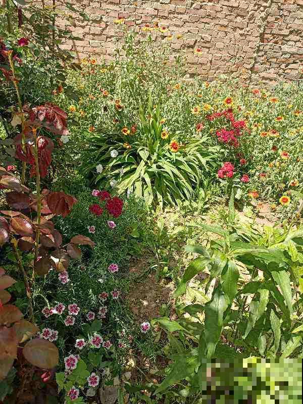 本来有个一楼院子，后来因养花换成天台，真是后悔