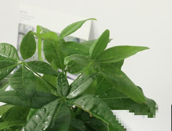 夏天养殖发财树,注意这4点,轻松养好 夏天养殖发财树,注意这4点,轻松养好