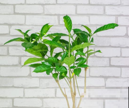 水晶茉莉在家修剪，要注意这4点，才不影响开花