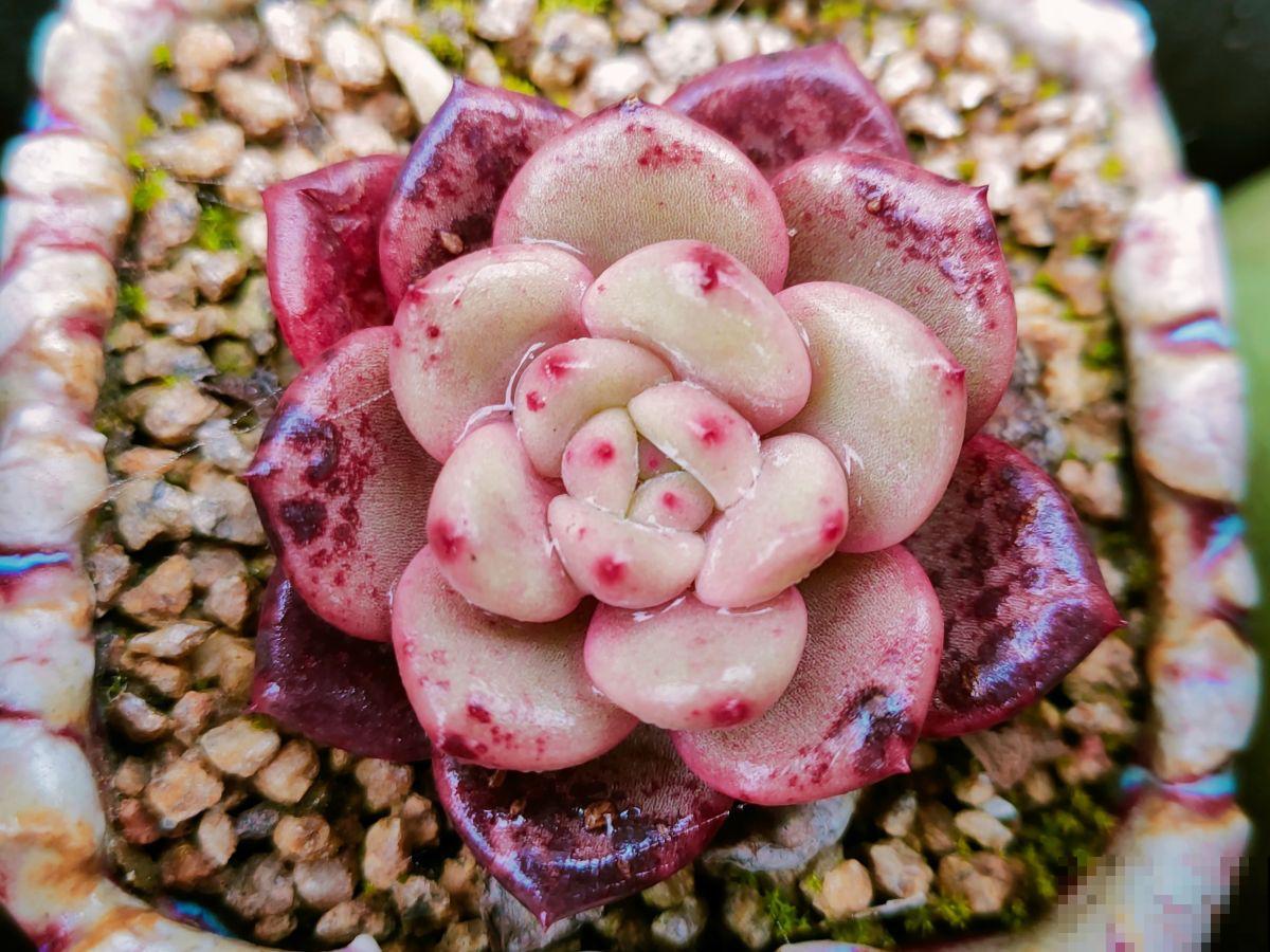 爱养花的男人才不“娘”,实则温柔又细心,遇到了可别错过 爱养花的男人才不“娘”,实则温柔又细心,遇到了可别错过