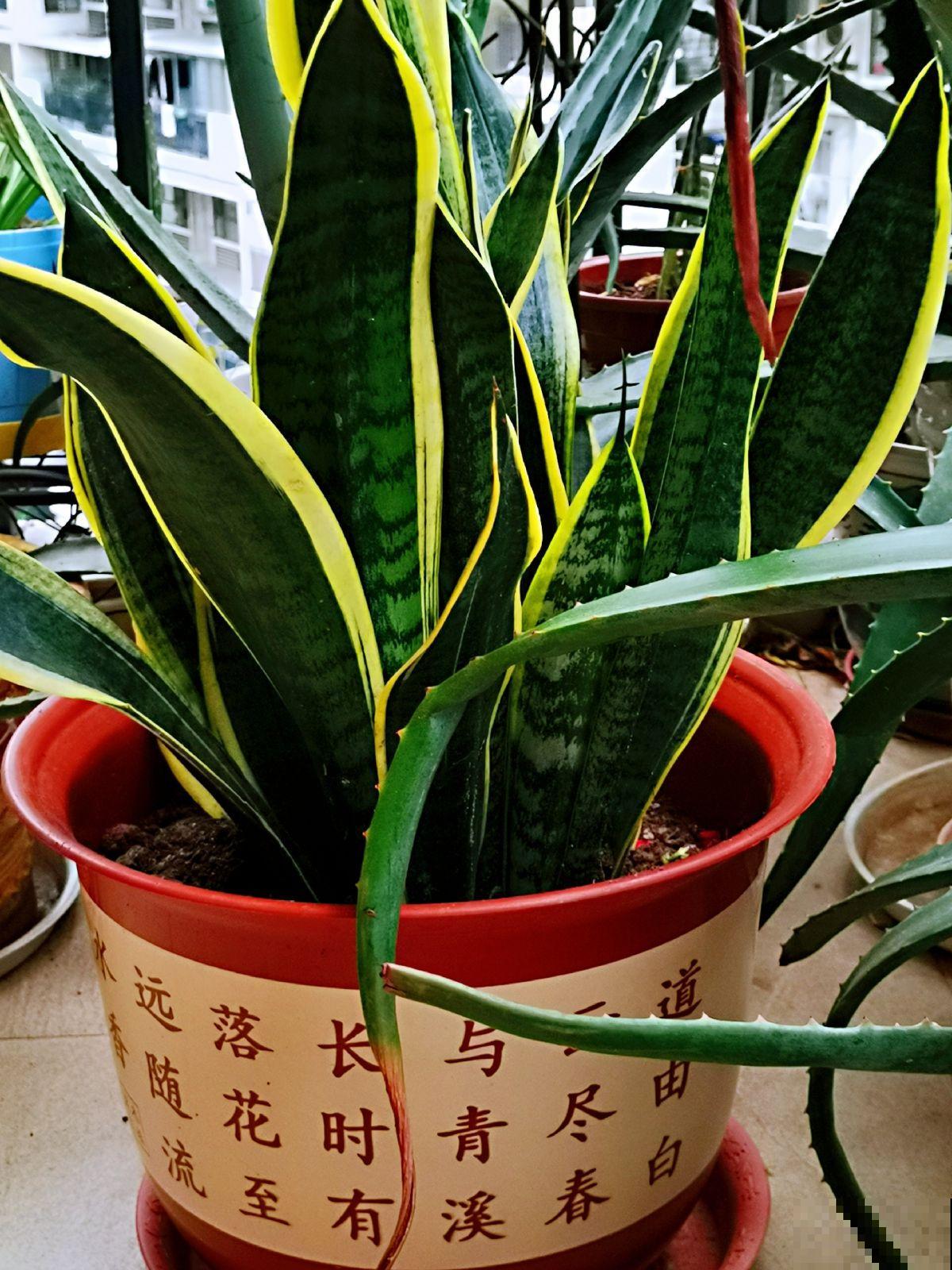 虎皮兰春天反而养“烂”了,解决根部问题很重要,呼呼窜出小钢芽 虎皮兰春天反而养“烂”了,解决根部问题很重要,呼呼窜出小钢芽