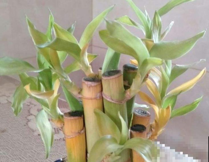 造型奇特的“竹塔富贵竹”，养家里富贵好兆头，有格调的人都喜欢