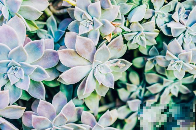 奥普琳娜与冬美人区别不开,快来看看这3点,轻松区分 奥普琳娜与冬美人区别不开,快来看看这3点,轻松区分