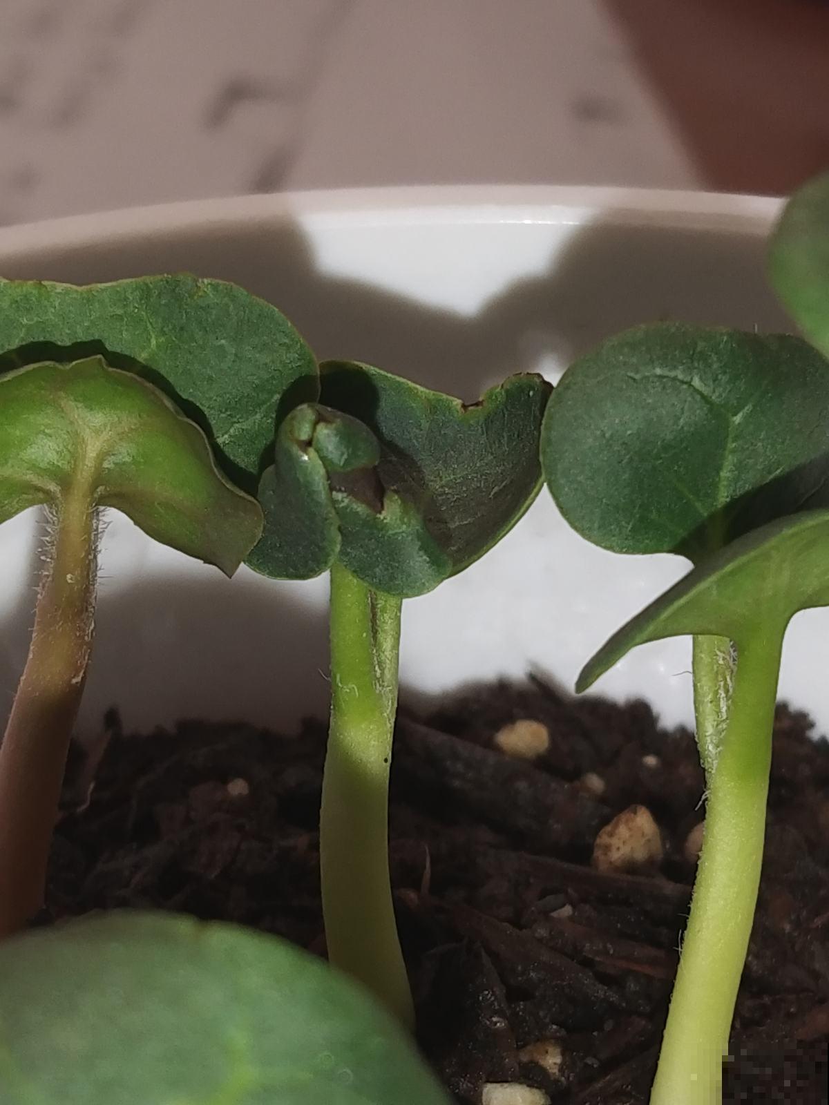 浇水可以靠天吃饭，抹芽只能一点点动手了，学会了就是养花高手